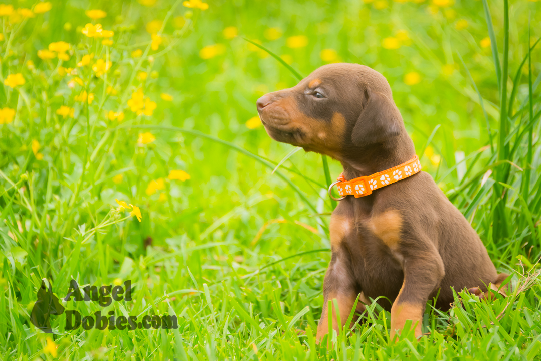 doberman puppy for sale Black-White collar