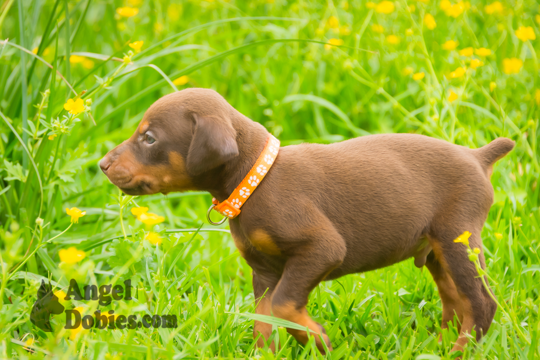 doberman puppy for sale Black-White collar