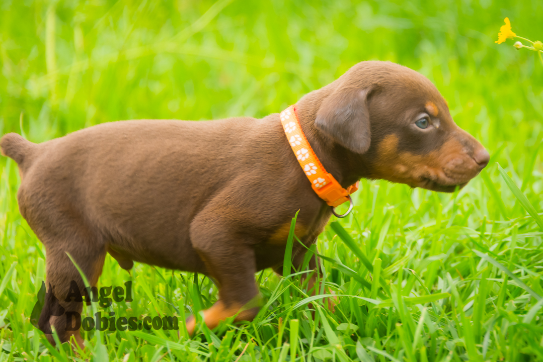 doberman puppy for sale Black-White collar