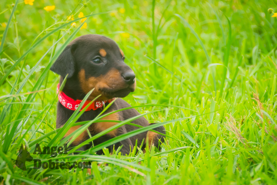 doberman puppy for sale Black-White collar