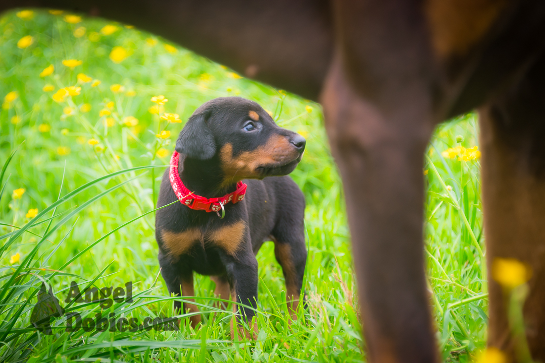 doberman puppy for sale Black-White collar