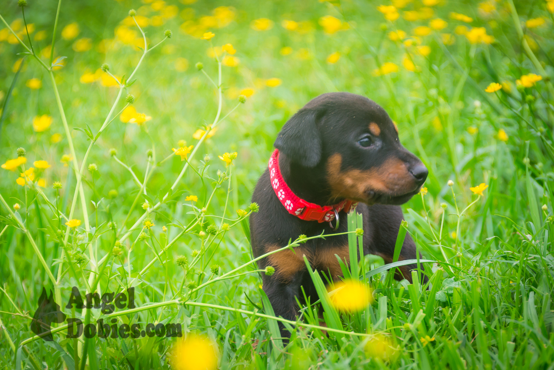 doberman puppy for sale Black-White collar