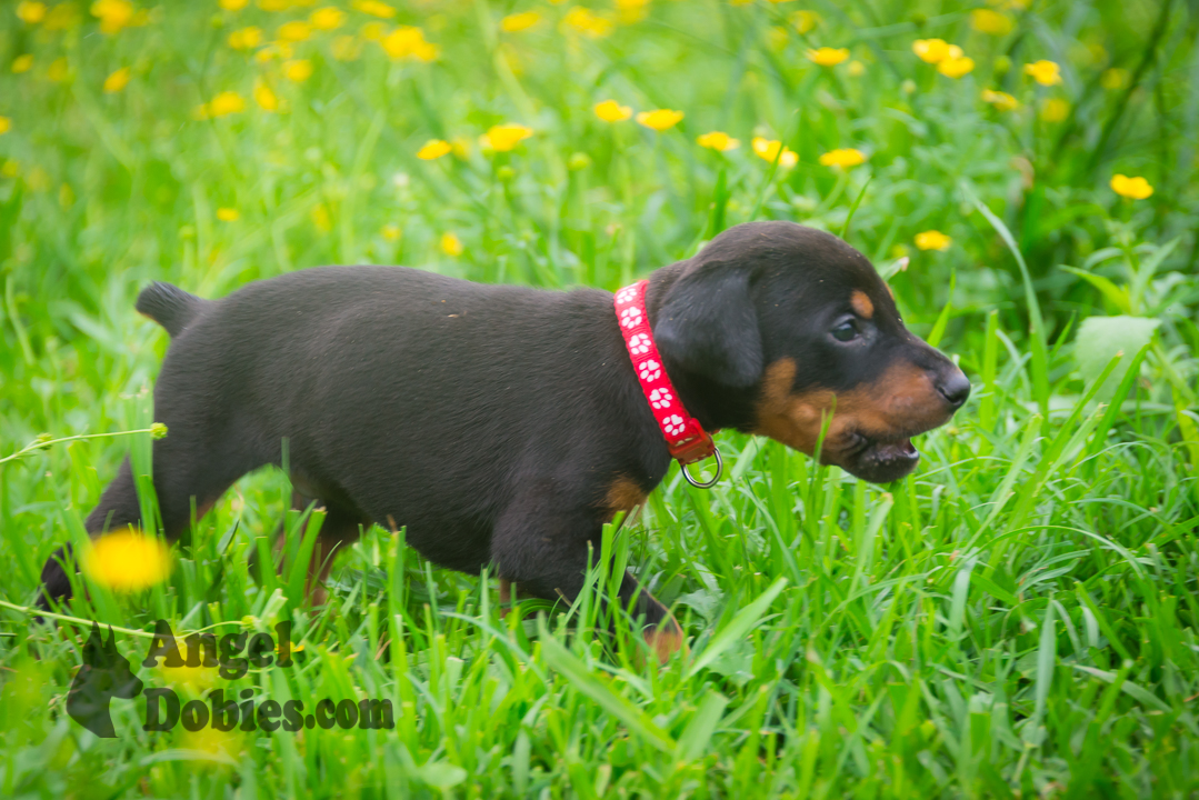 doberman puppy for sale Black-White collar