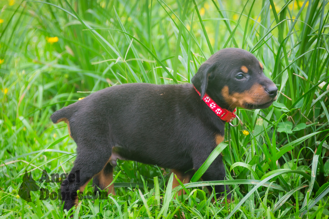 doberman puppy for sale Black-White collar