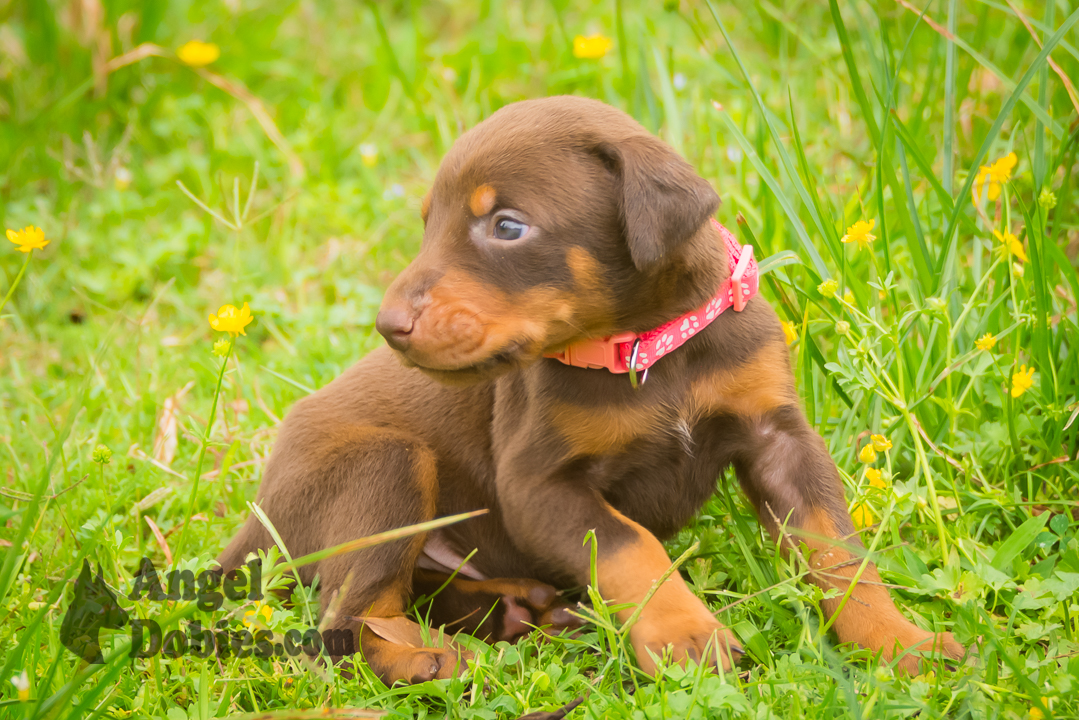 doberman puppy for sale with purple collar
