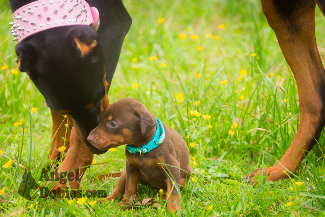 doberman puppy for sale with purple collar