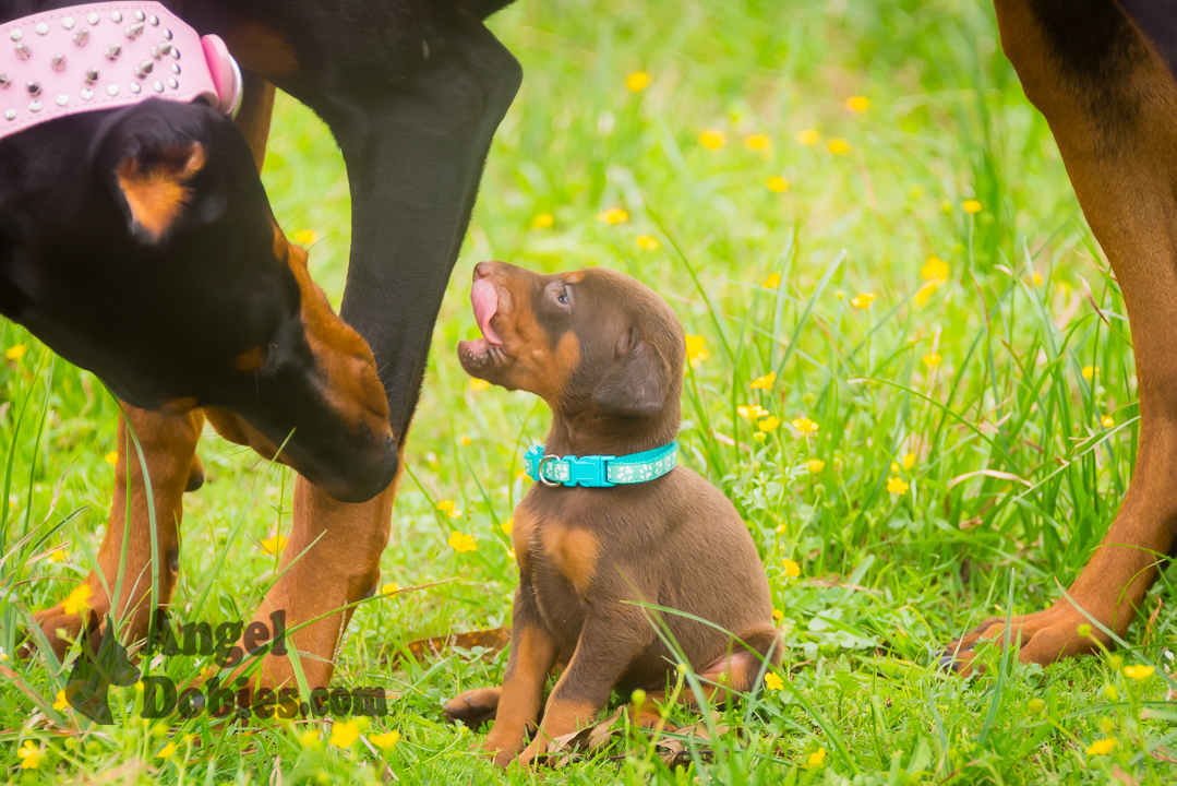 doberman puppy for sale with purple collar