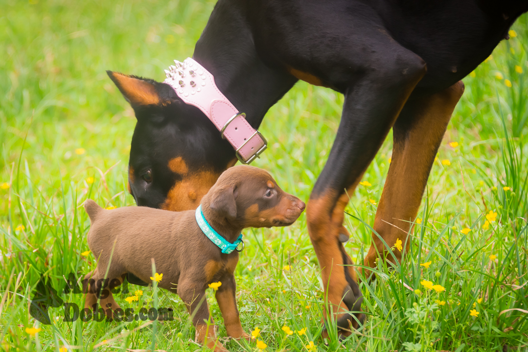 doberman puppy for sale with purple collar
