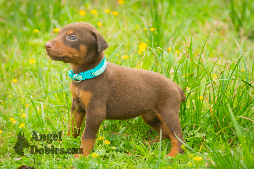 doberman puppy for sale with purple collar