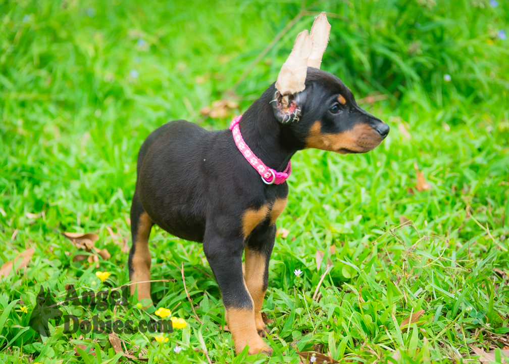 doberman puppy for sale with purple collar