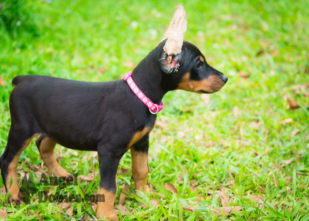 doberman puppy for sale with purple collar