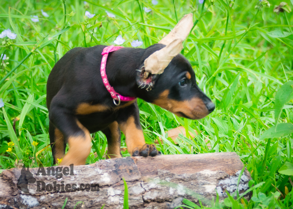 doberman puppy for sale with purple collar