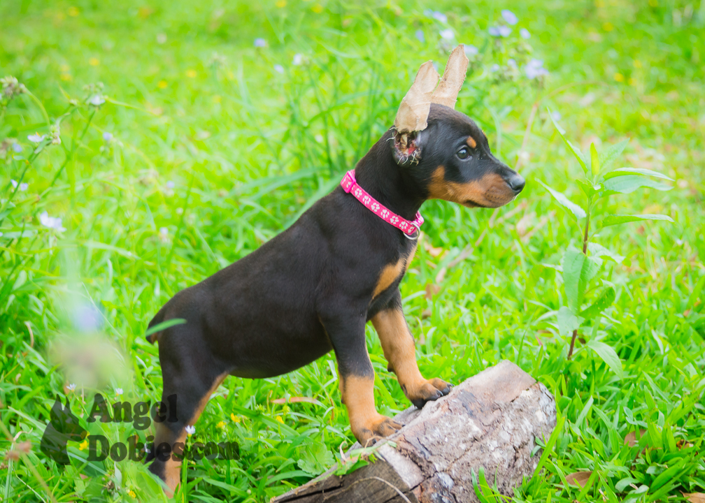 doberman puppy for sale with purple collar