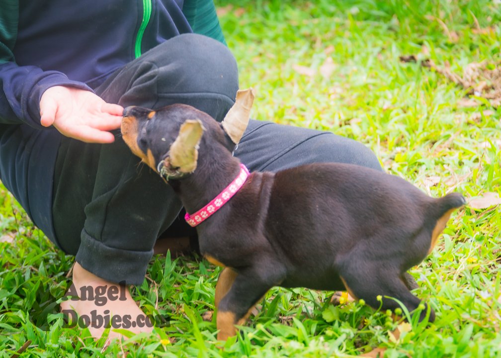 doberman puppy for sale with purple collar