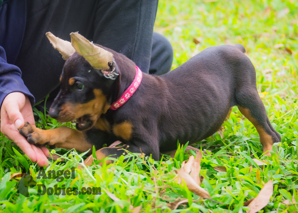 doberman puppy for sale with purple collar