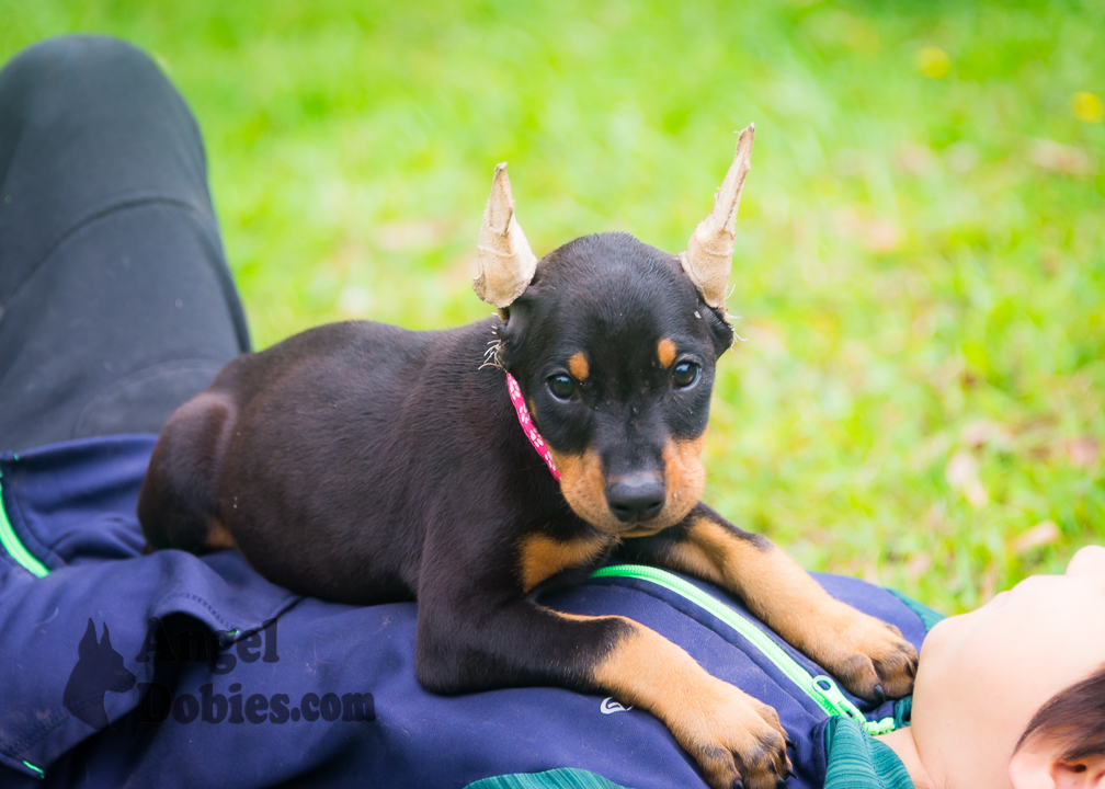 doberman puppy for sale with purple collar