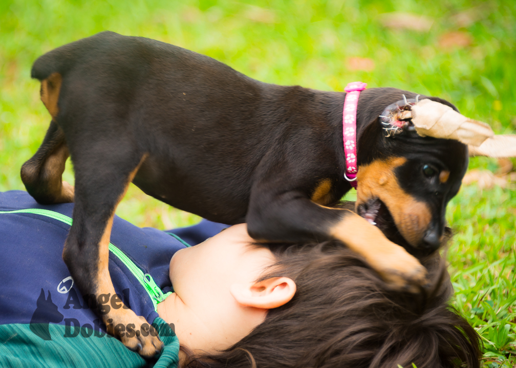 doberman puppy for sale with purple collar
