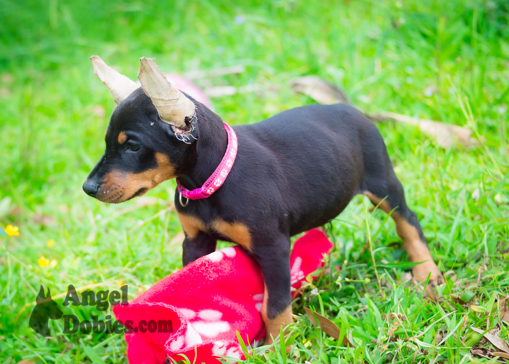 doberman puppy for sale with purple collar