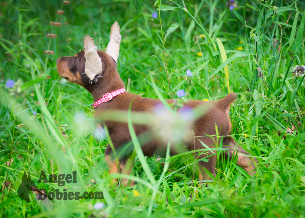 doberman puppy for sale with purple collar