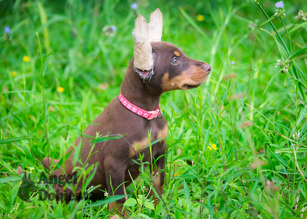 doberman puppy for sale with purple collar