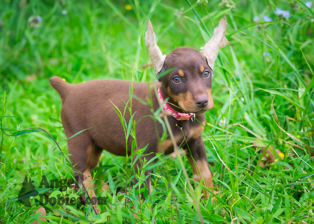 doberman puppy for sale with purple collar