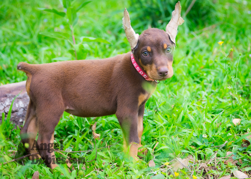 doberman puppy for sale with purple collar