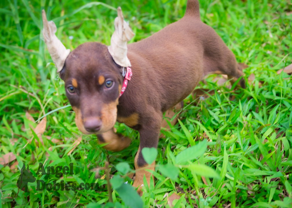 doberman puppy for sale with purple collar