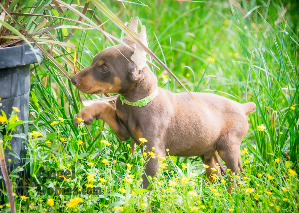 doberman puppy for sale Black-White collar