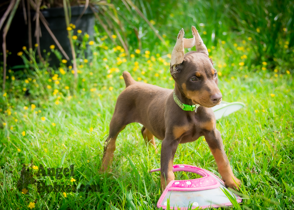 doberman puppy for sale Black-White collar