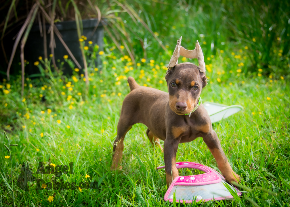 doberman puppy for sale Black-White collar