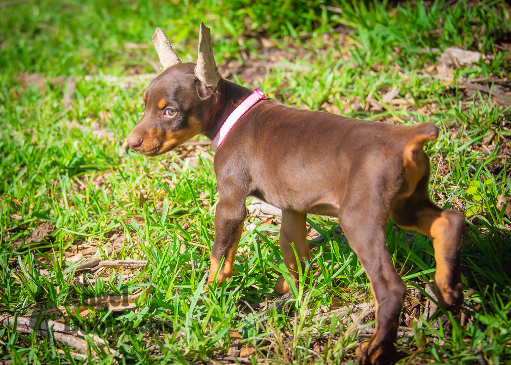 doberman puppy for sale with purple collar