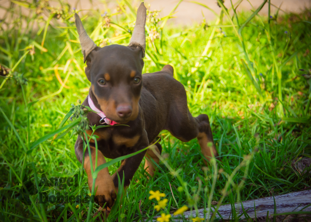 doberman puppy for sale with purple collar