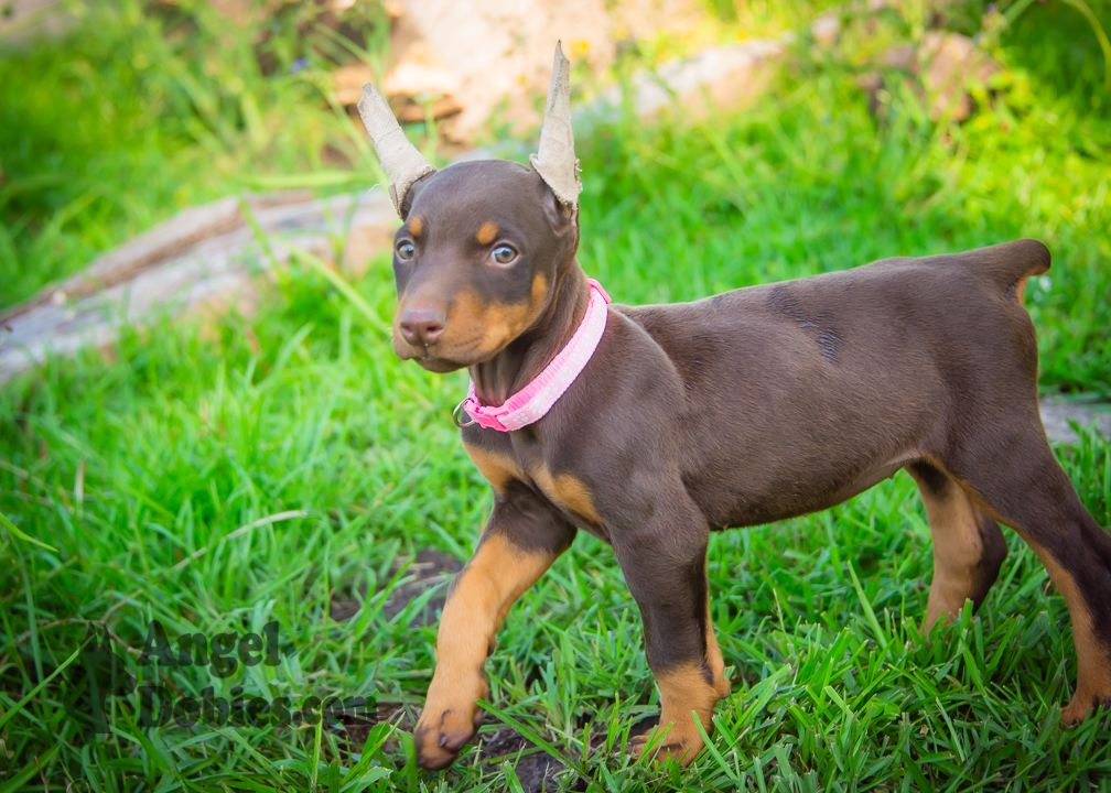 doberman puppy for sale with purple collar