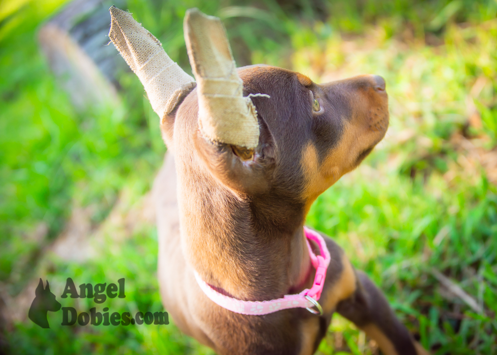 doberman puppy for sale with purple collar