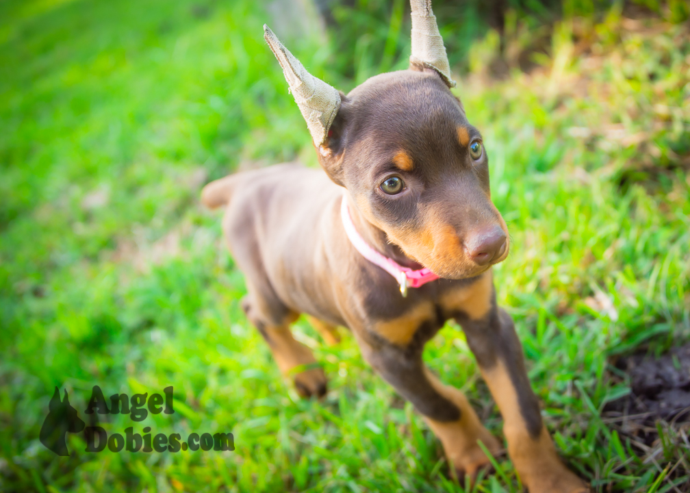 doberman puppy for sale with purple collar