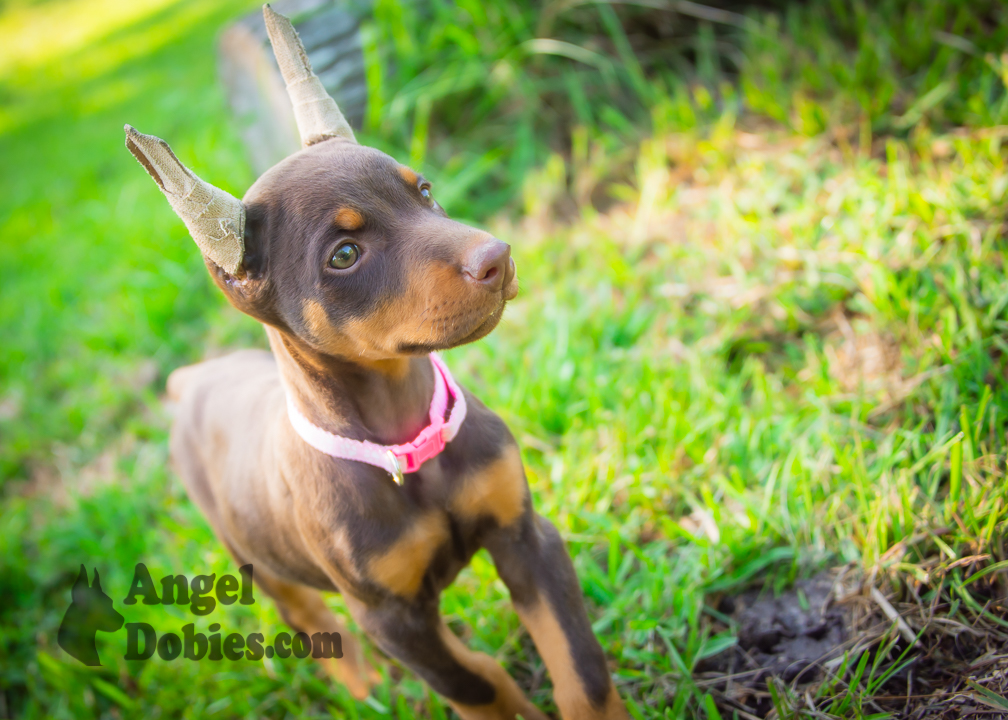 doberman puppy for sale with purple collar
