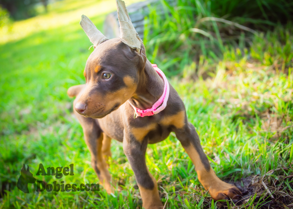 doberman puppy for sale with purple collar
