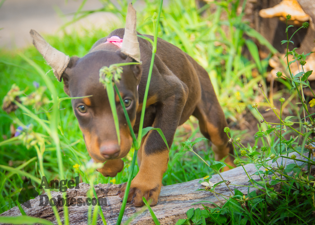 doberman puppy for sale with purple collar