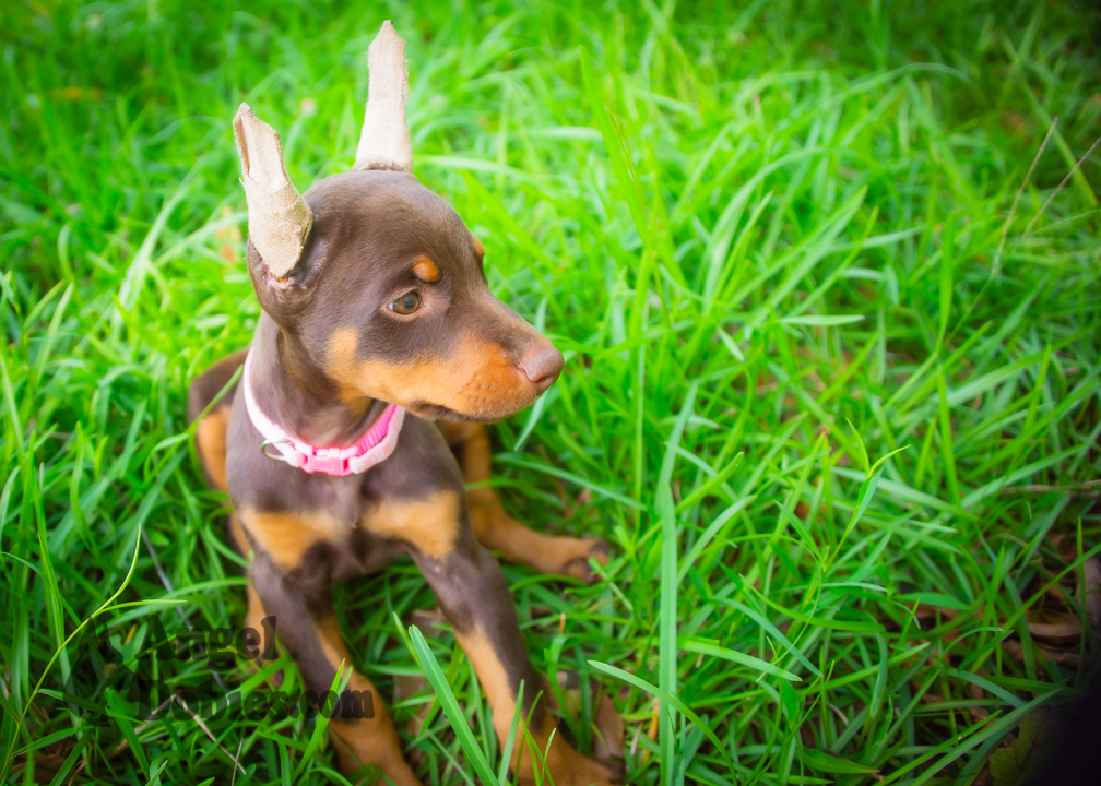 doberman puppy for sale with purple collar