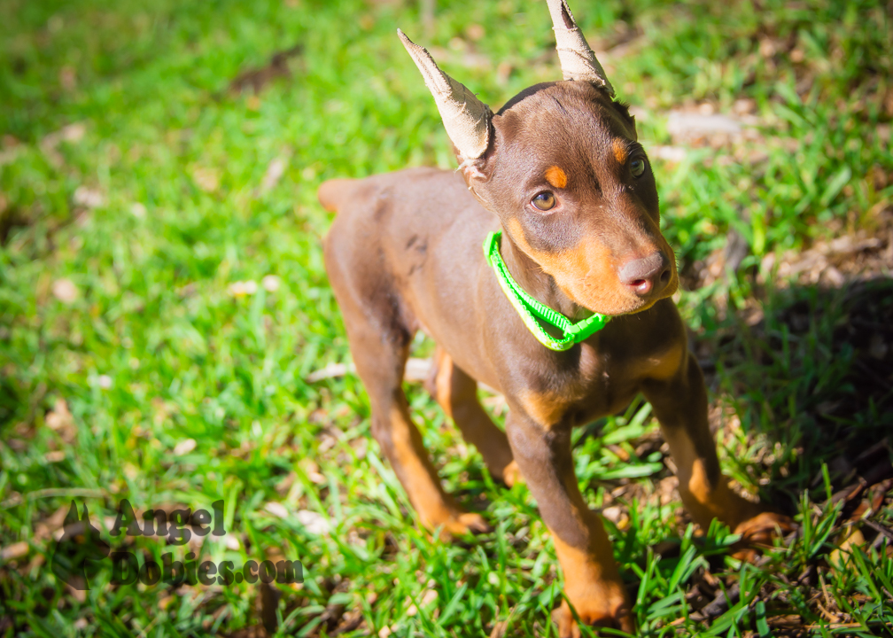 doberman puppy for sale Black-White collar