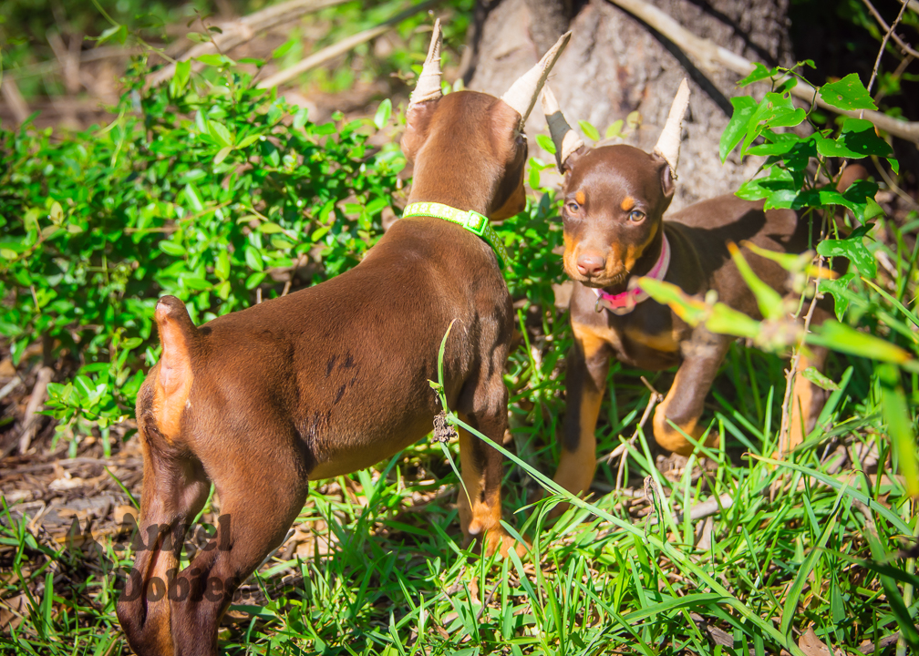 doberman puppy for sale Black-White collar