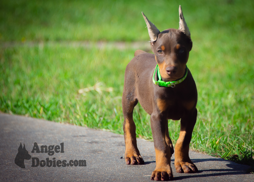 doberman puppy for sale Black-White collar
