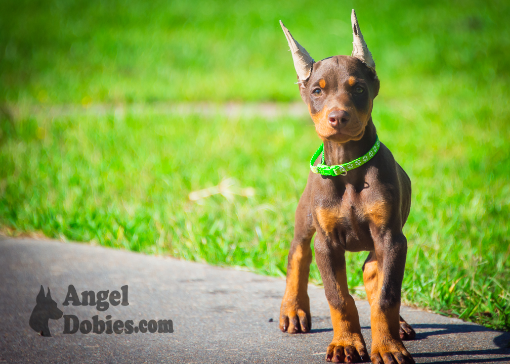 doberman puppy for sale Black-White collar