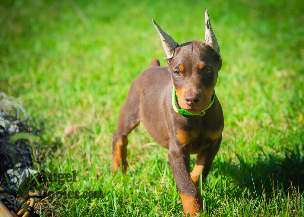 doberman puppy for sale Black-White collar