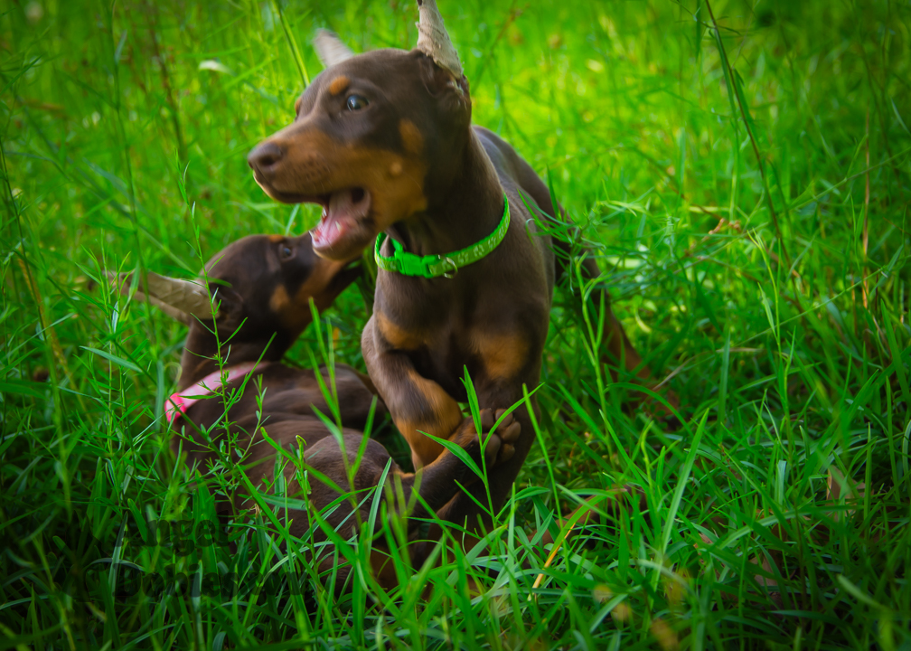 doberman puppy for sale Black-White collar