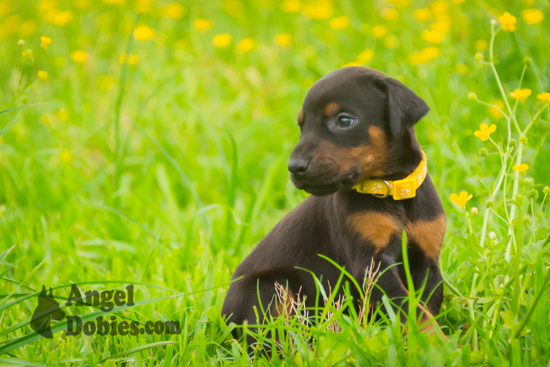doberman puppy for sale with purple collar