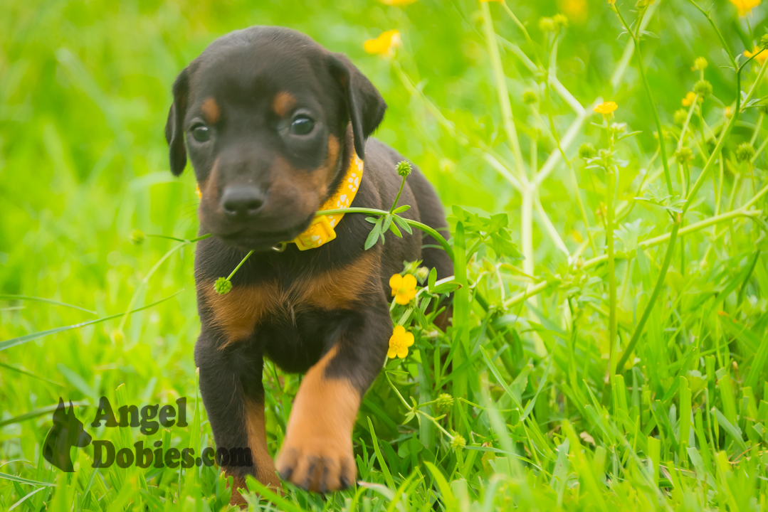 doberman puppy for sale with purple collar