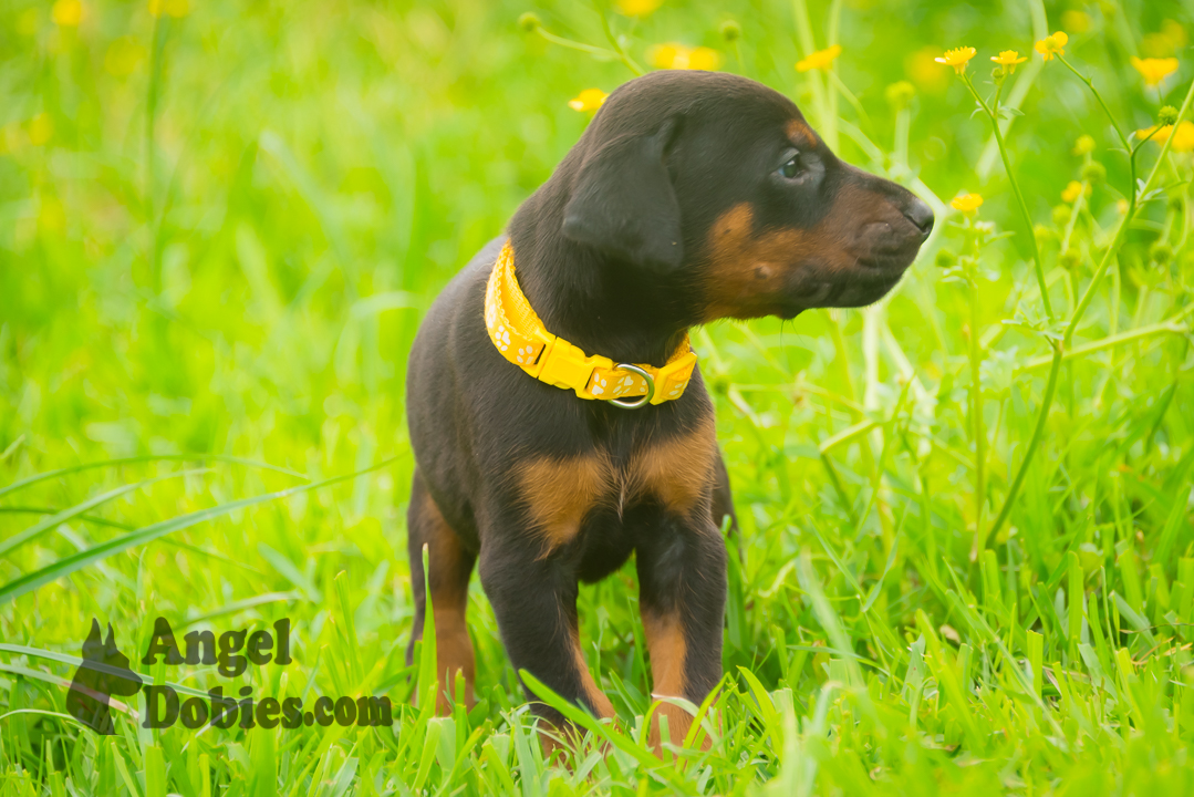 doberman puppy for sale with purple collar