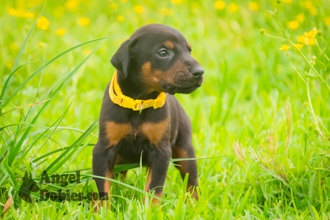 doberman puppy for sale with purple collar