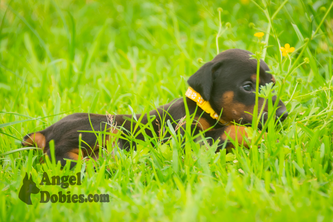 doberman puppy for sale with purple collar
